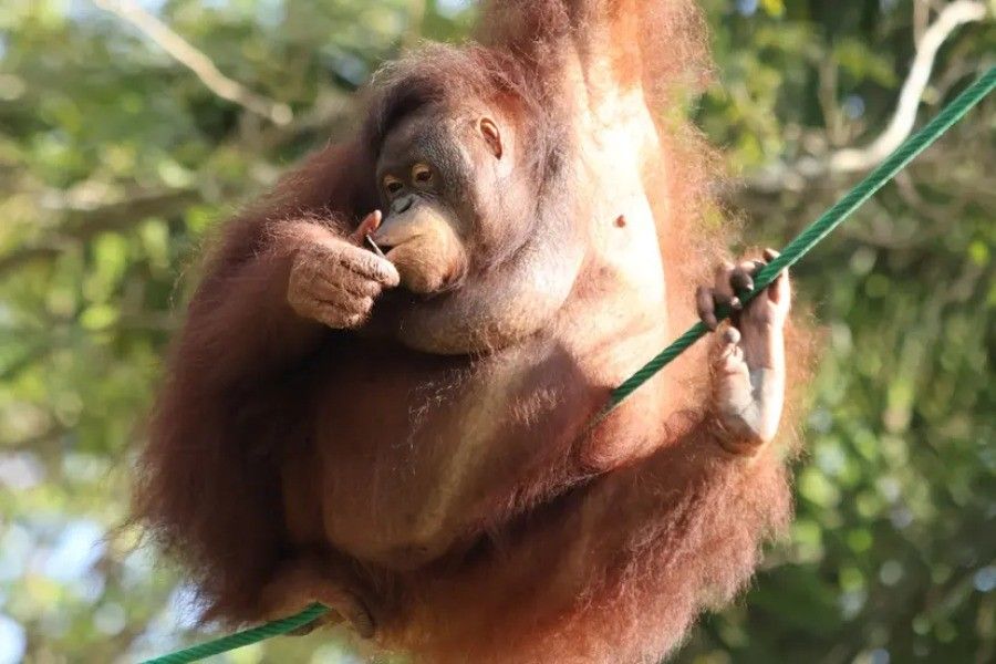 Bali Zoo Behind Closed Doors | Bali Zoo Tour | Bali Komodo Beyond | Bali Tours