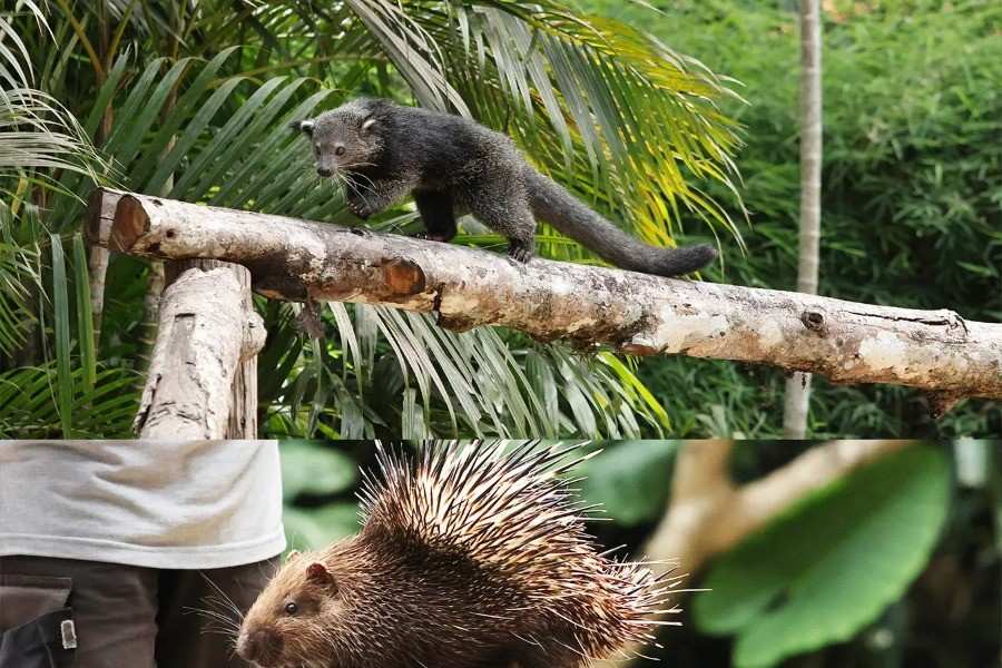 Bali Zoo Animal Presentation | Bali Zoo Tour | Bali Komodo Beyond | Bali Tours