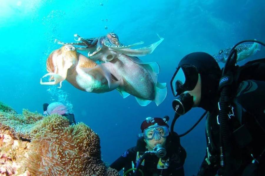 Blue Lagoon Diving | Diving Tour | Bali Komodo Beyond | Bali Tours