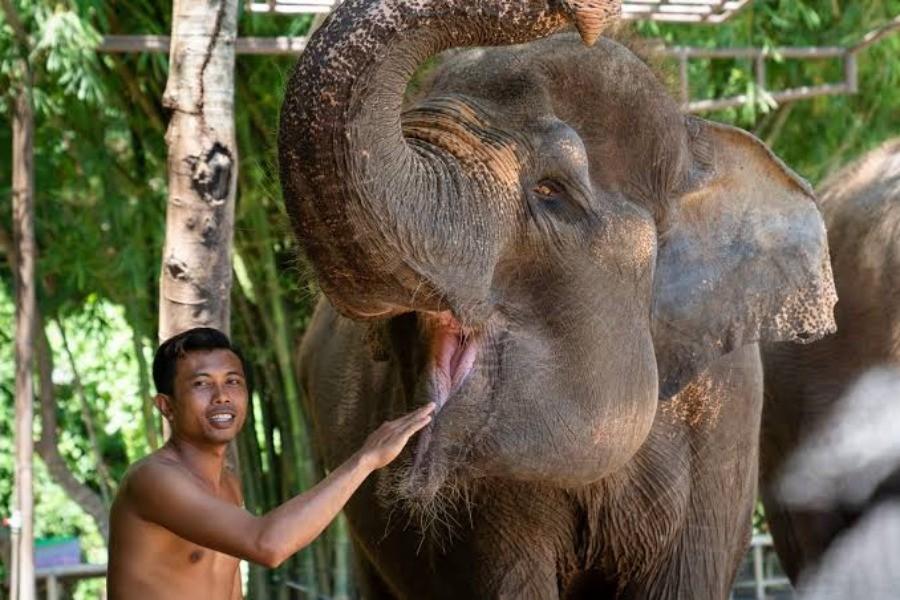 Elephant Mud Fun | Elephant Tour | Bali Komodo Beyond | Bali Tours