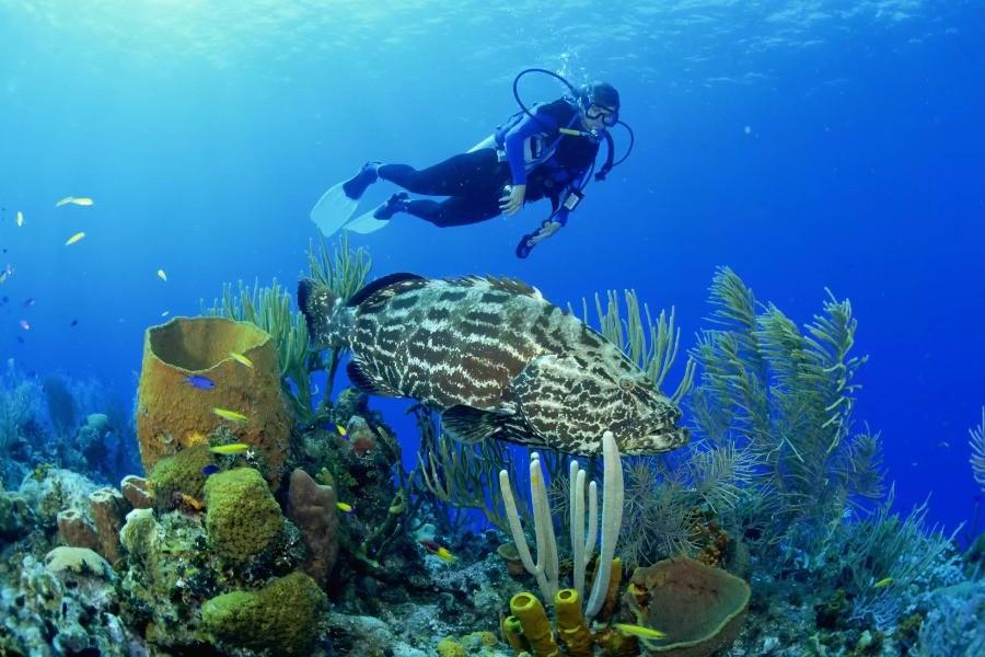 Menjangan Island Diving | Diving Tour | Bali Komodo Beyond | Bali Tours