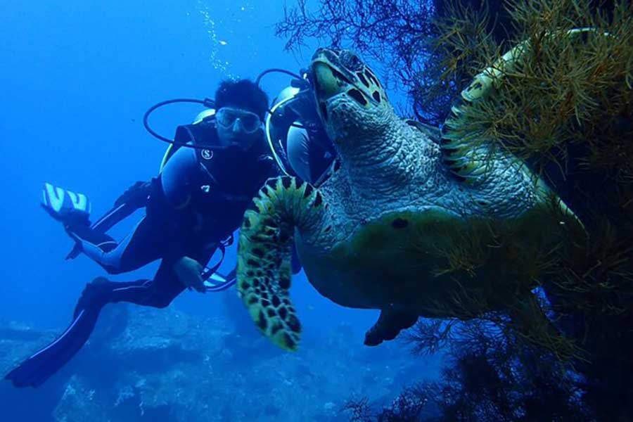 Tulamben Shipwreck Diving | Diving Tour | Bali Komodo Beyond | Bali Tours