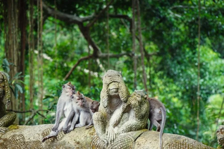 Ubud Monkey Forest | Ubud Tour | Bali Komodo Beyond | Bali Tours